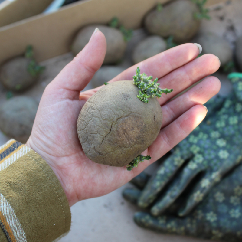 Hur och varför du ska odla potatis