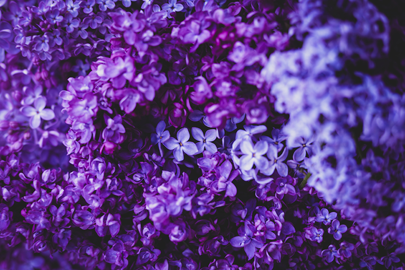 Gör din försommar extra söt med denna vackra lila syrensirap!